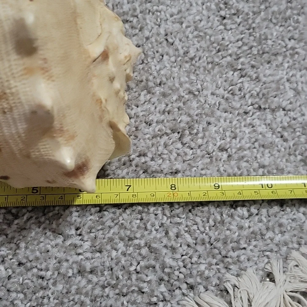 Queen Conch shell - Picture 6 of 8